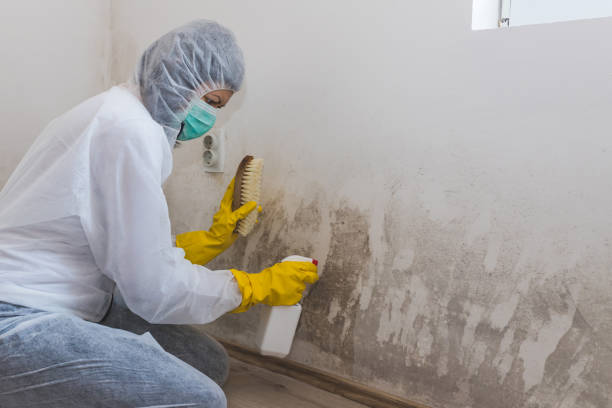 Best Mold Remediation  in Elmwood Park, NJ