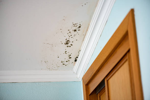 Best Home Mold Removal  in Elmwood Park, NJ