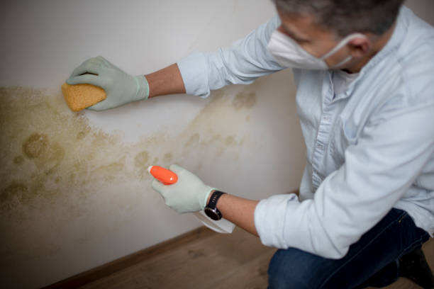 Best Office Mold Removal Services  in Elmwood Park, NJ