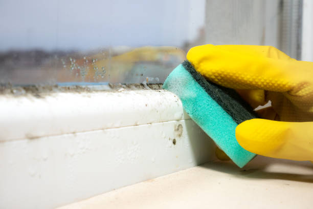 Best Best Mold Removal Companies  in Elmwood Park, NJ