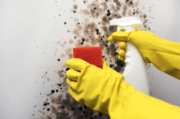 Best Professional Mold Removal  in Elmwood Park, NJ