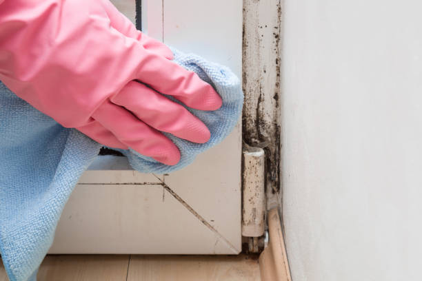 Crawl Space Mold Removal in Elmwood Park, NJ