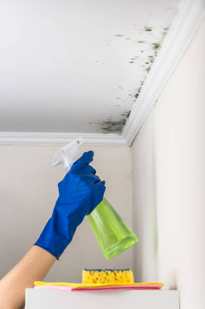 Best Mold Testing  in Elmwood Park, NJ